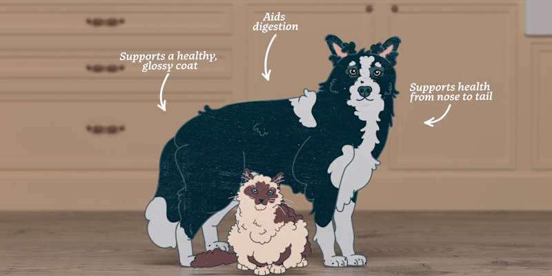 Cover image for Bella & Duke - From Barn to Board