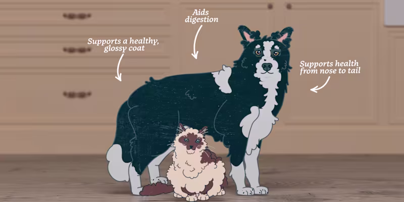 Cover image for Bella & Duke - From Barn to Board
