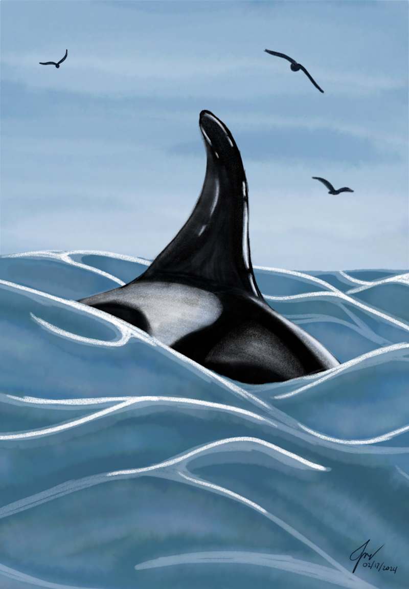 Cover image for The Orca