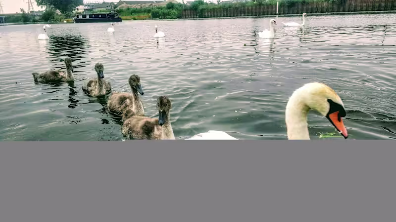 Cover image for Swan & Nature Photography Collection