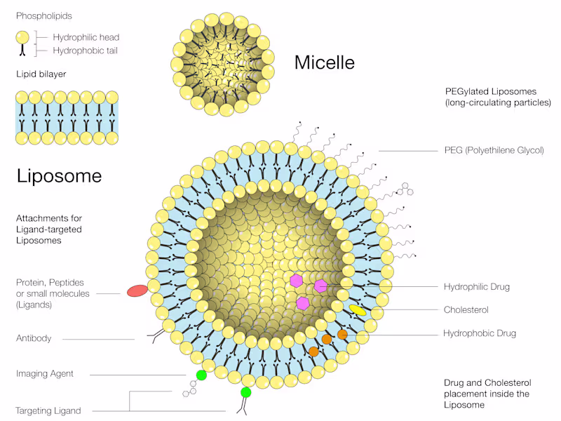 Cover image for Nanoparticles - Liposome Design