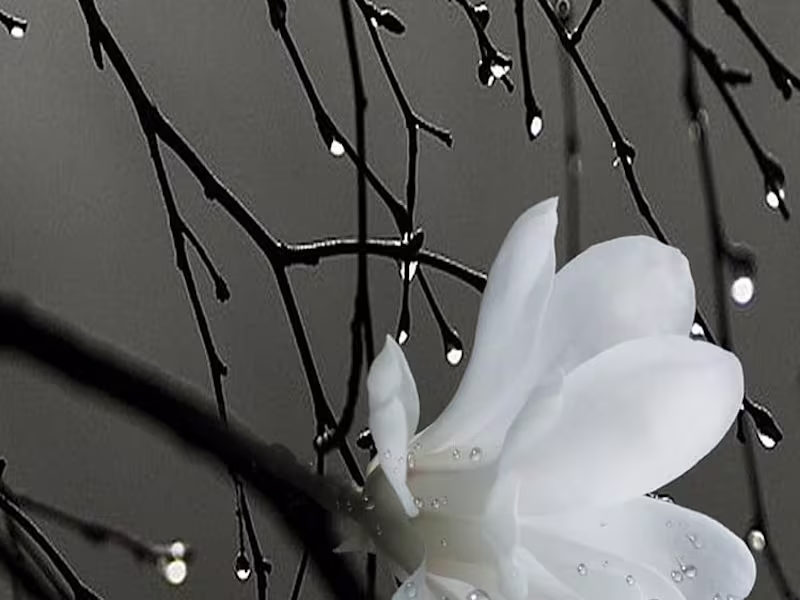 Cover image for Engaging SEO Web contents for your blog or website