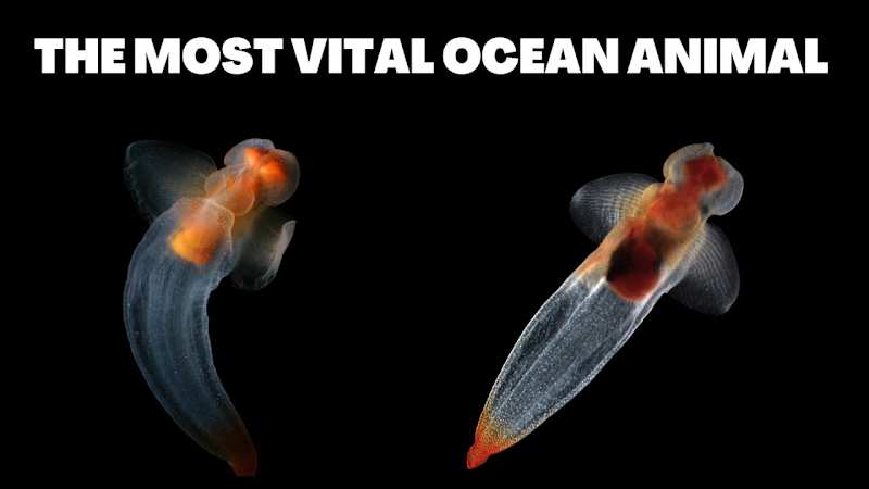 Cover image for A YouTube video about the Sea Butterfly for an Ocean channel 