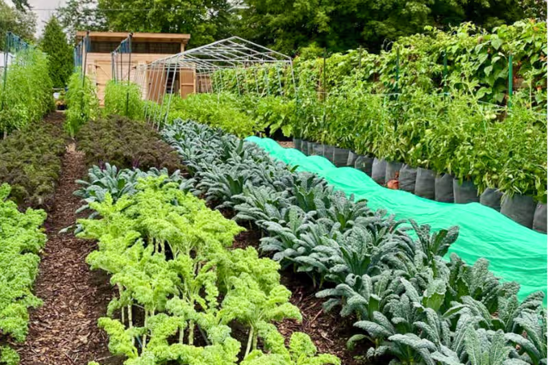 Cover image for Montréal’s Urban Agriculture Continues to Grow(Science Borealis)