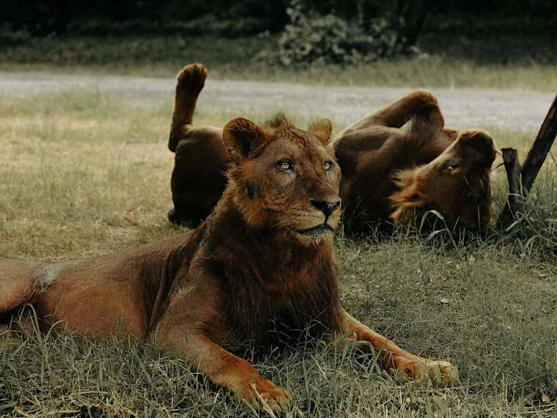 Cover image for Wildlife - Photo Album