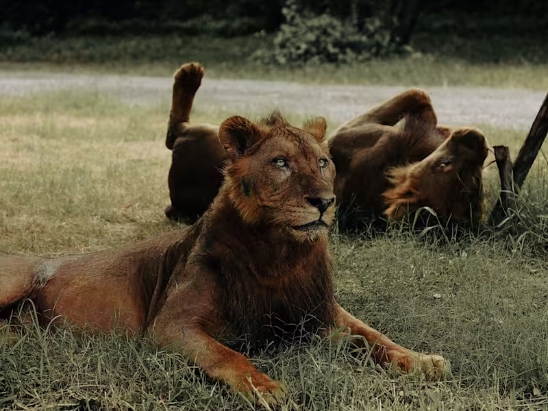 Cover image for Wildlife - Photo Album