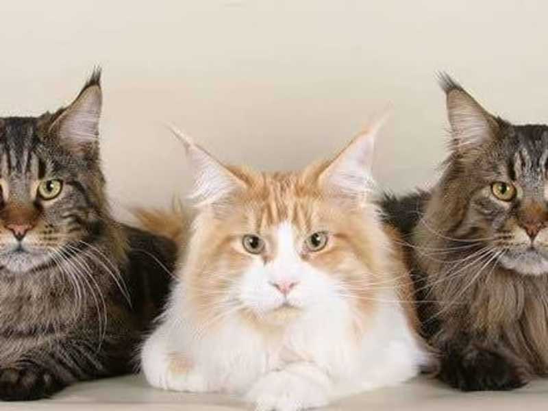 Cover image for Maine Coon Companion - All about Maine Coon Cats and Kittens