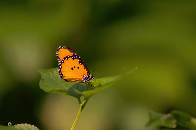 Cover image for GRAPHICAL DESIGN