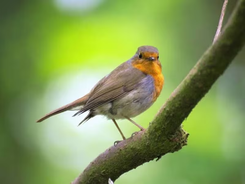 Cover image for Nature