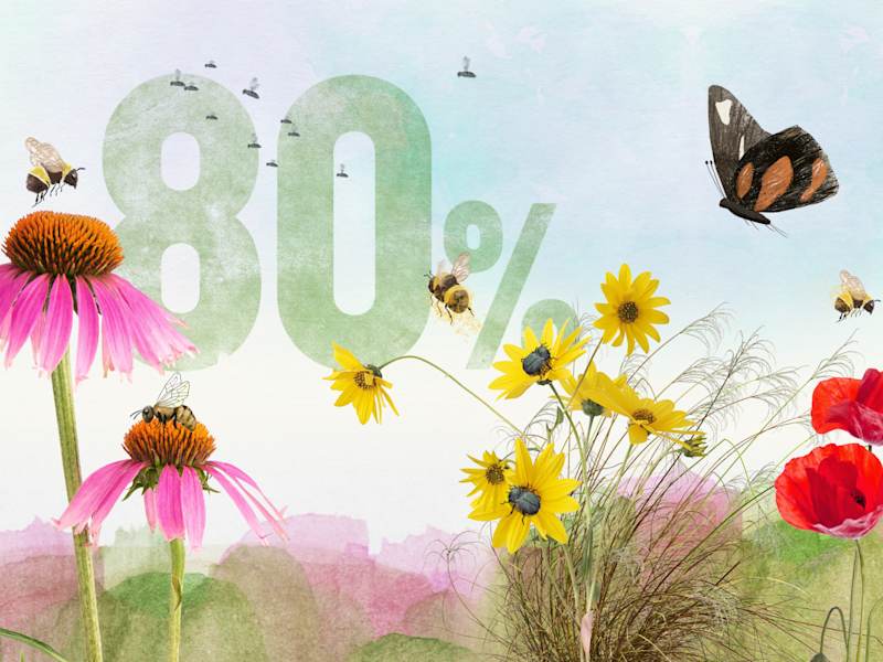 Cover image for SNF Dialogues - A world with no insects?