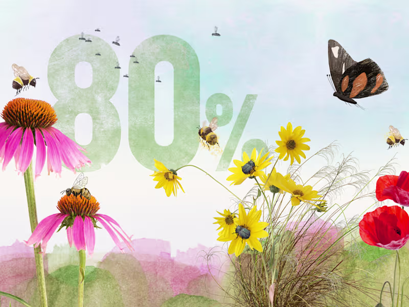 Cover image for SNF Dialogues - A world with no insects?