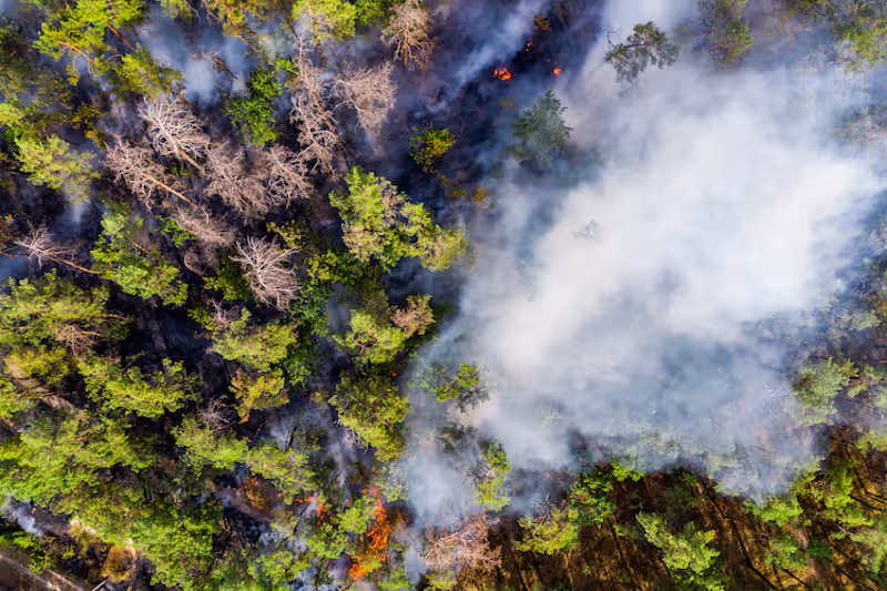 Cover image for Article: Wildfire Spread Prediction Research