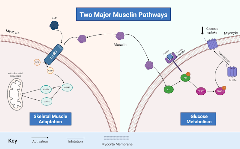 Cover image for Scientific Editorial