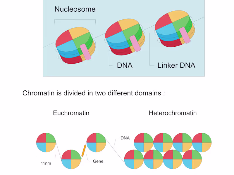 Cover image for "Epigenetics: Where genes meet the environment"