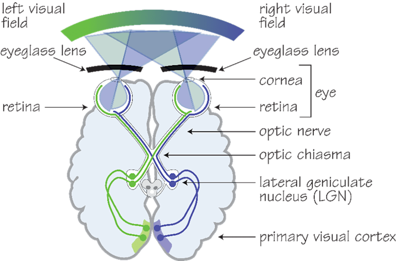 Cover image for Scientific Literature Review