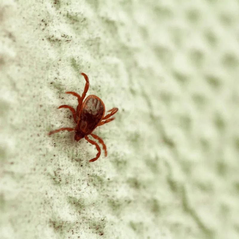 Cover image for Chigger Bite Prevention and Treatment Guide