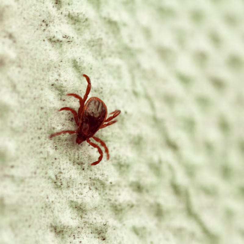 Cover image for Chigger Bite Prevention and Treatment Guide