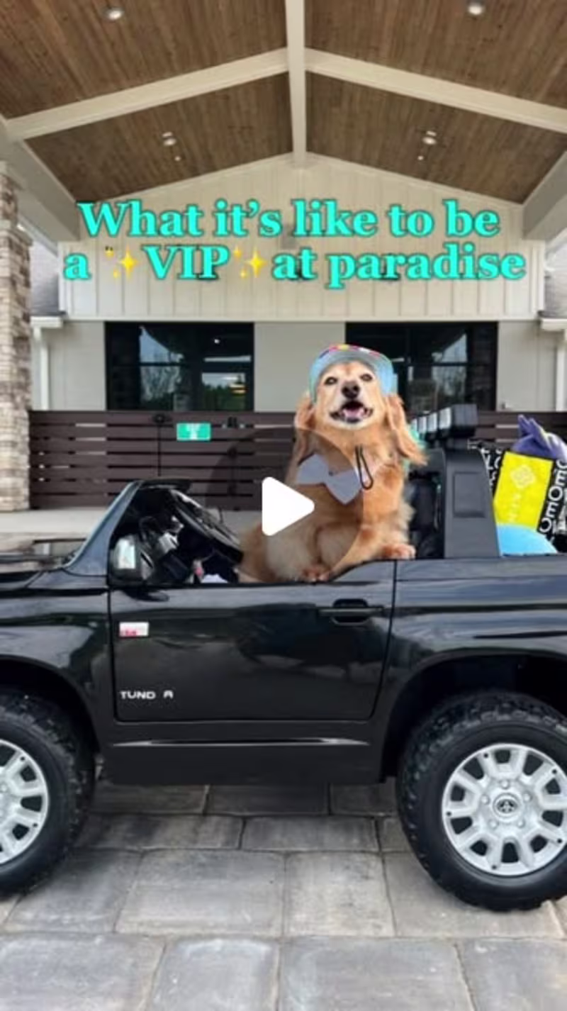 Cover image for VIP Suite Promotion for Pet Paradise