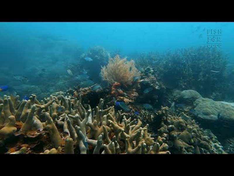 Cover image for Short Documentary
