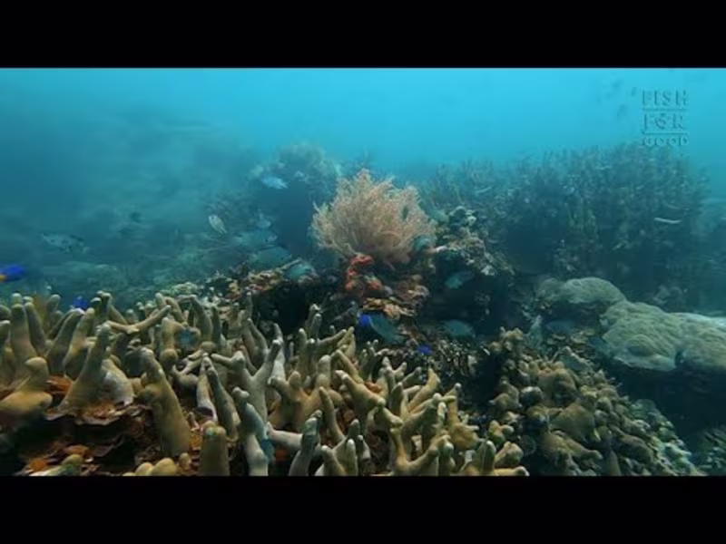 Cover image for Short Documentary