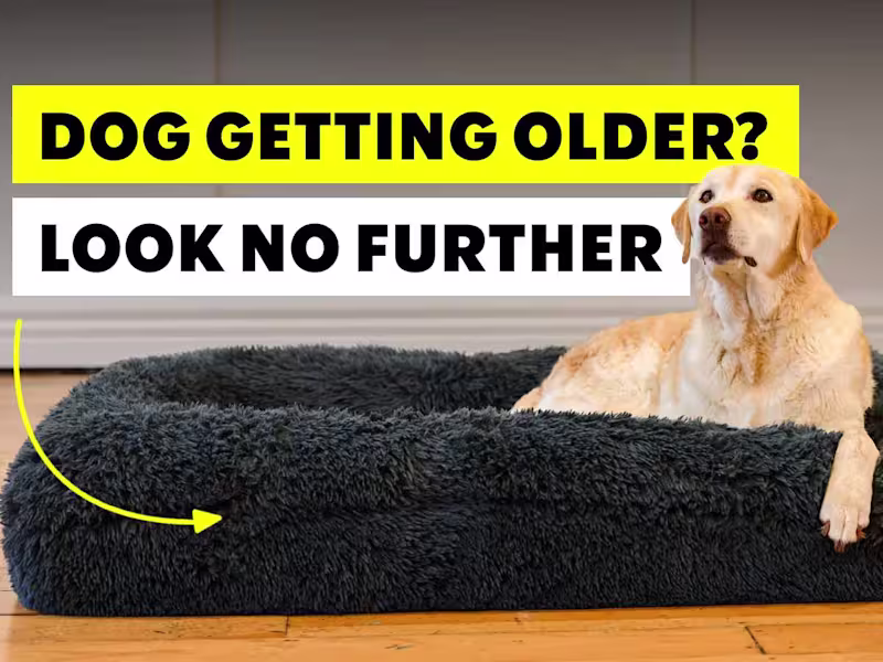 Cover image for The Brooklyn. Dog Blogs.