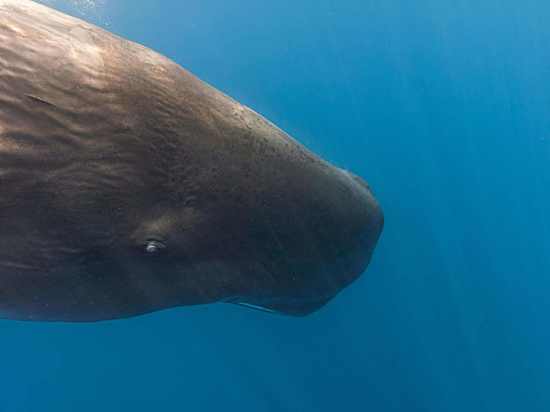 Cover image for How “Bachelor Groups” of Sperm Whales die together 