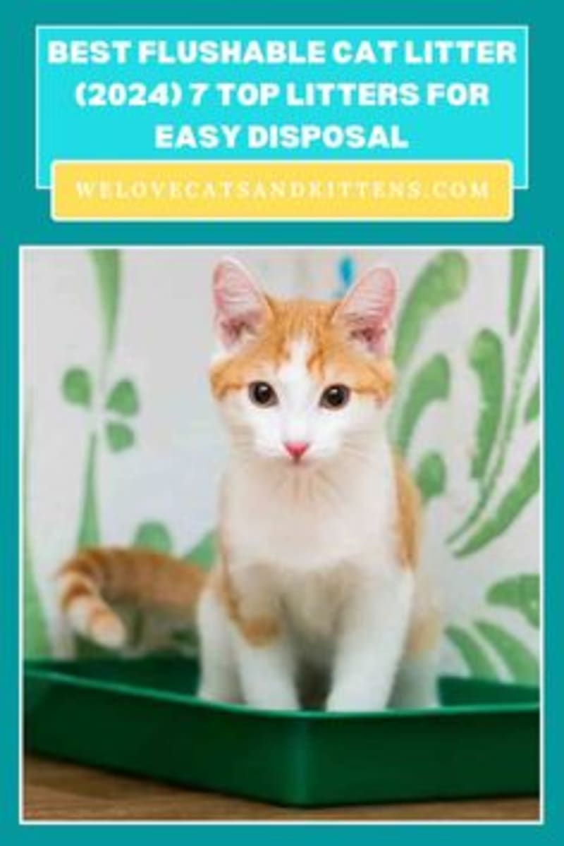 Cover image for Pinterest Board Creation for Cat and Kittens