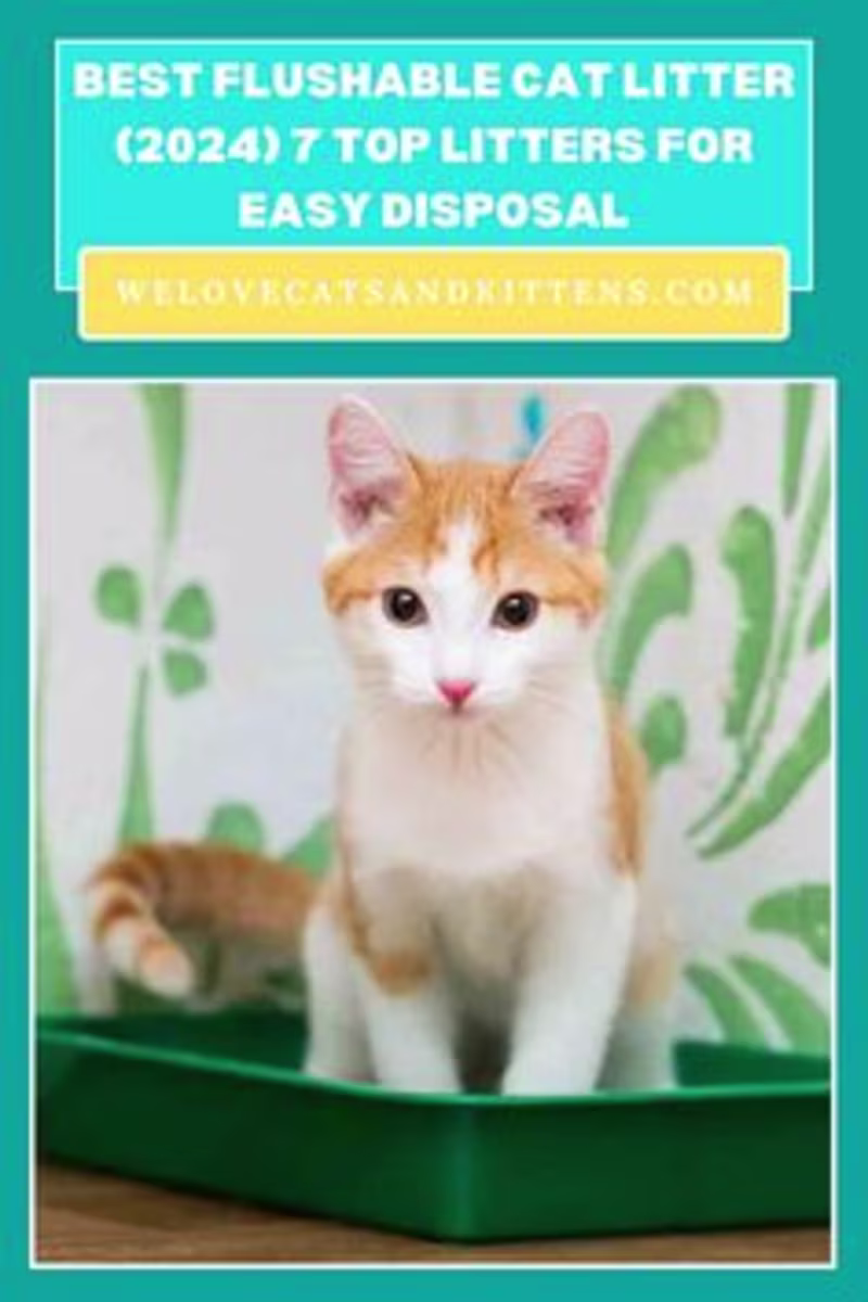 Cover image for Pinterest Board Creation for Cat and Kittens