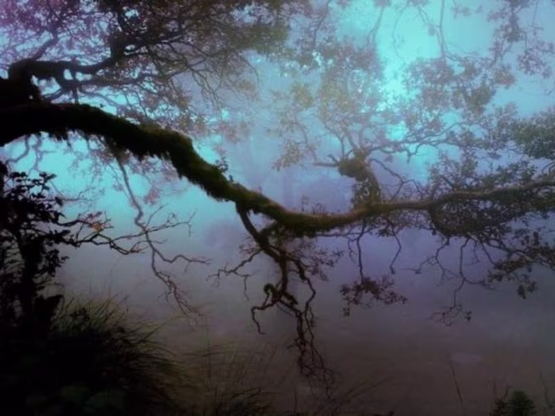 Cover image for  The Zero-Asset Brand Build (Signature)