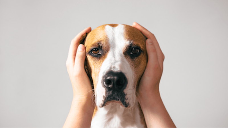Cover image for How We Can Use Animal Reiki On Our Pets