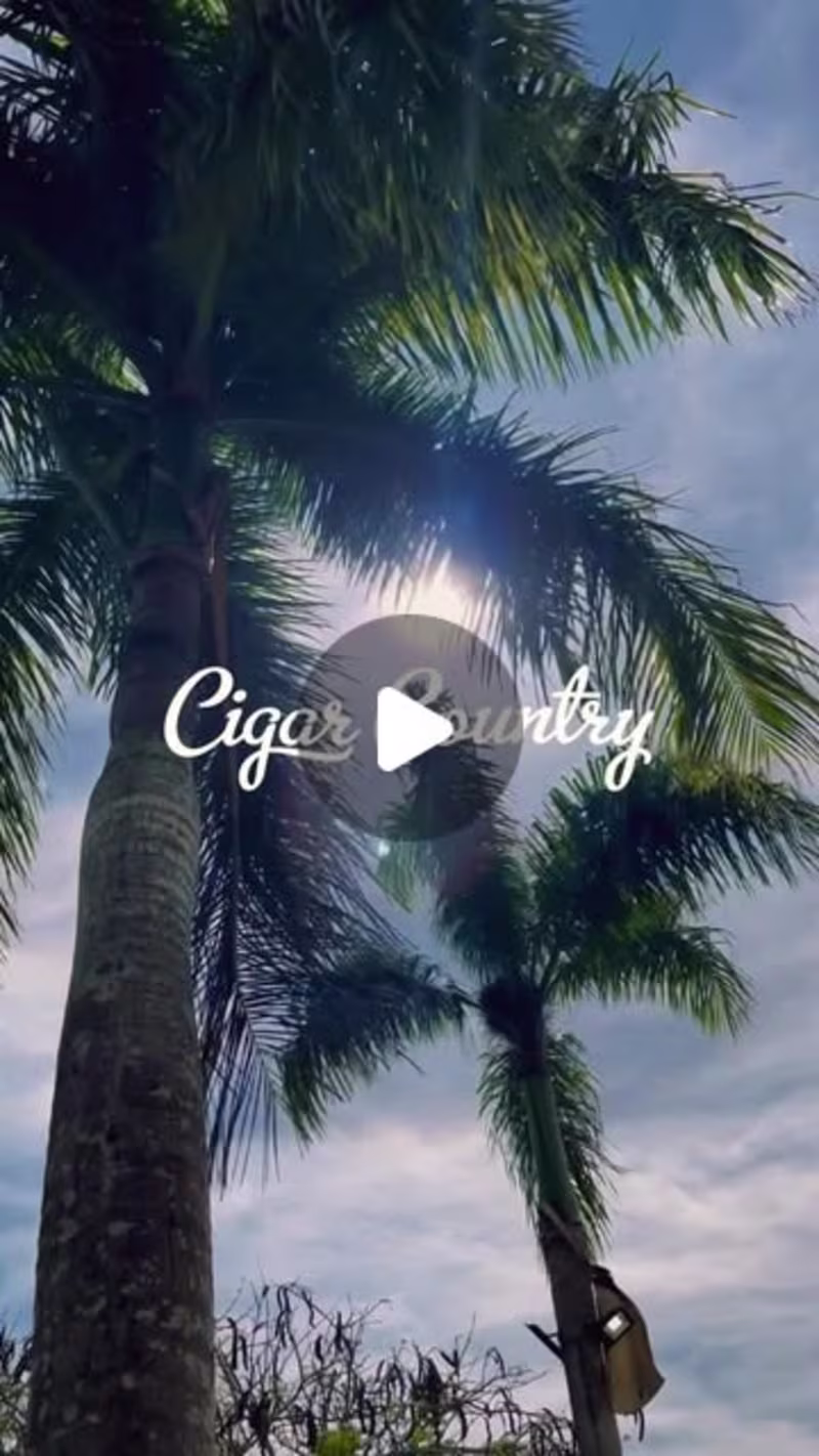 Cover image for Avo Cigars Summer Promotion