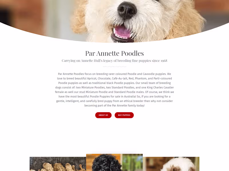 Cover image for Poodle Puppies