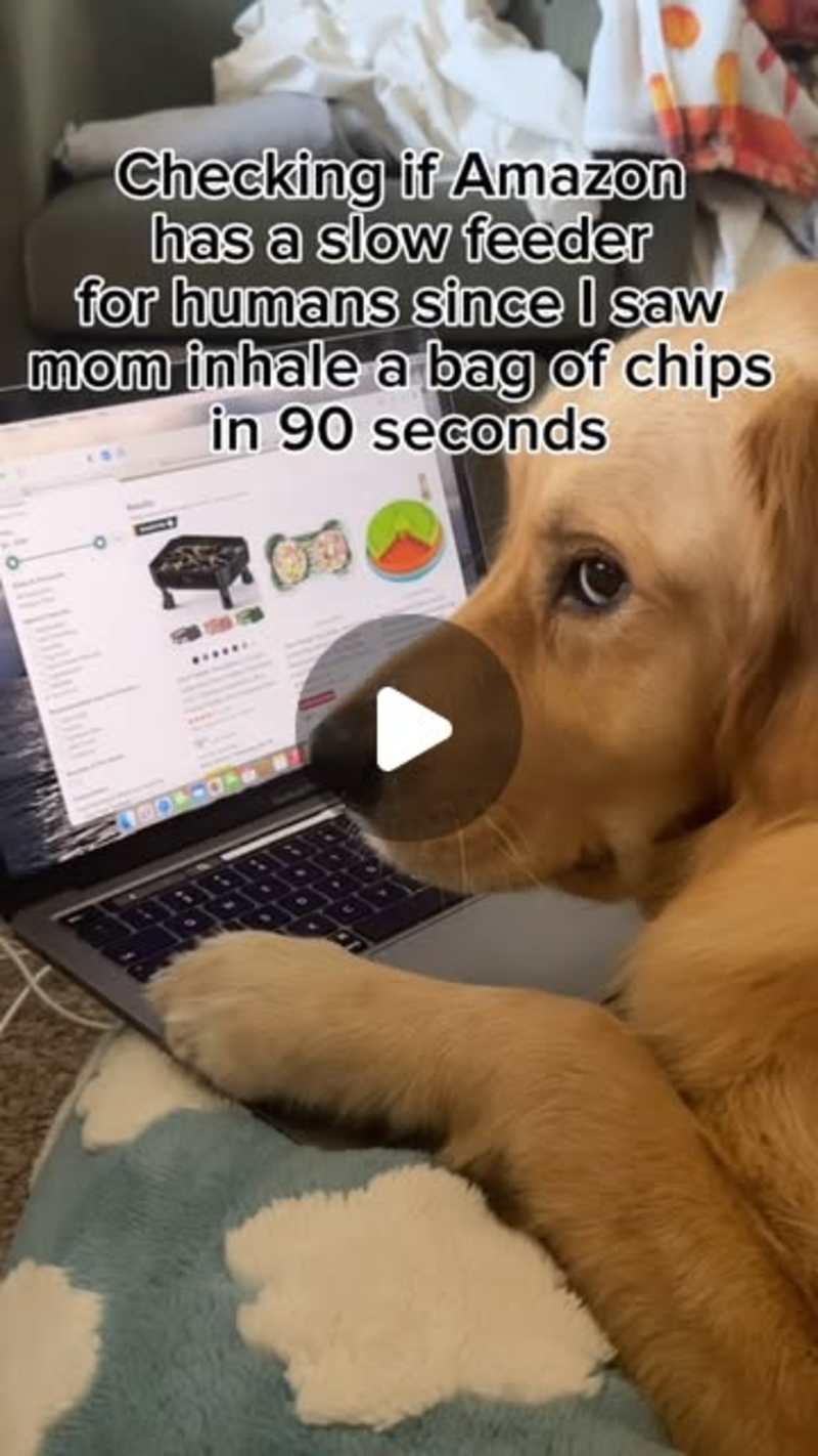 Cover image for Dog Humor Social Media Post