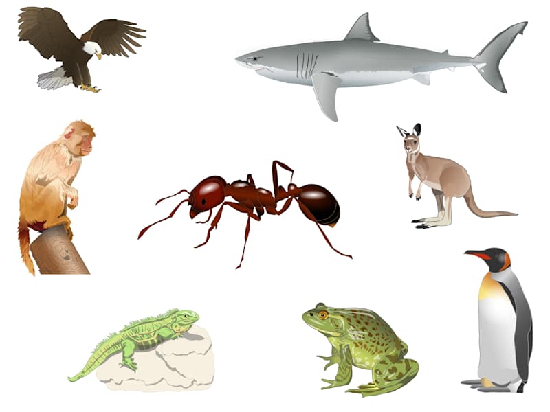 Cover image for Vector Illustration. College Biology Courses.