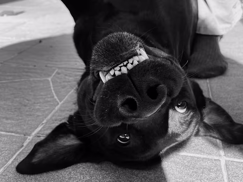 Cover image for a efficient and quick analyzation 