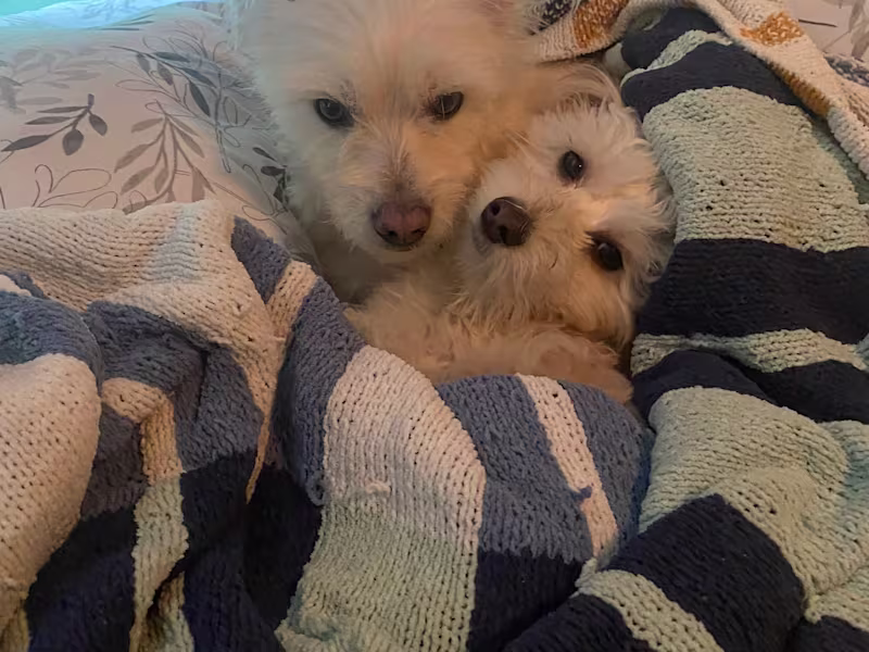 Cover image for I don’t have another project… yet