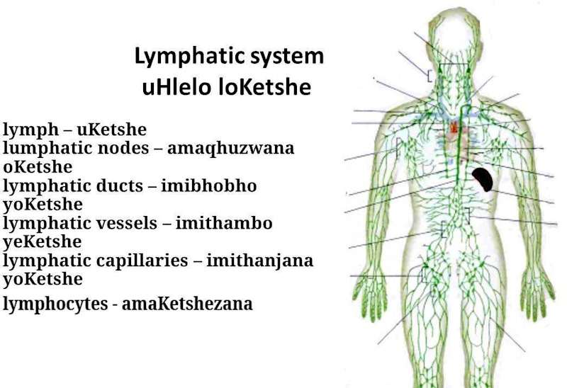 Cover image for Accurate English to Zulu Translation
