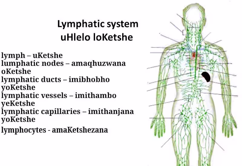 Cover image for Accurate English to Zulu Translation