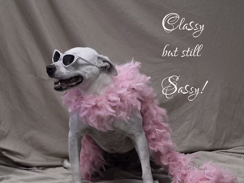 Cover image for Sassy Social Media Coordinator