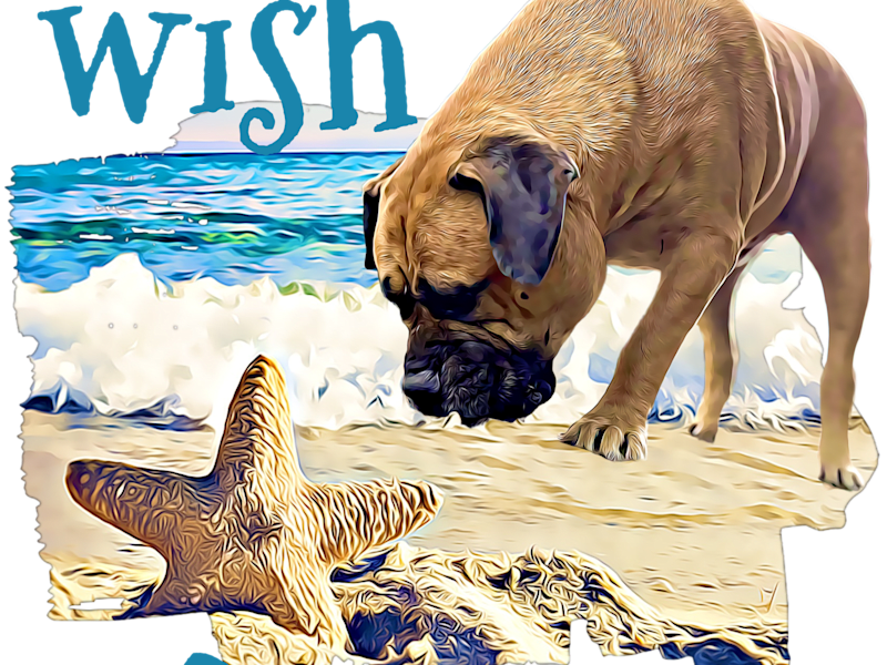 Cover image for When You Wish