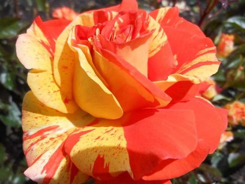 Cover image for Floral Arrangements Web Design