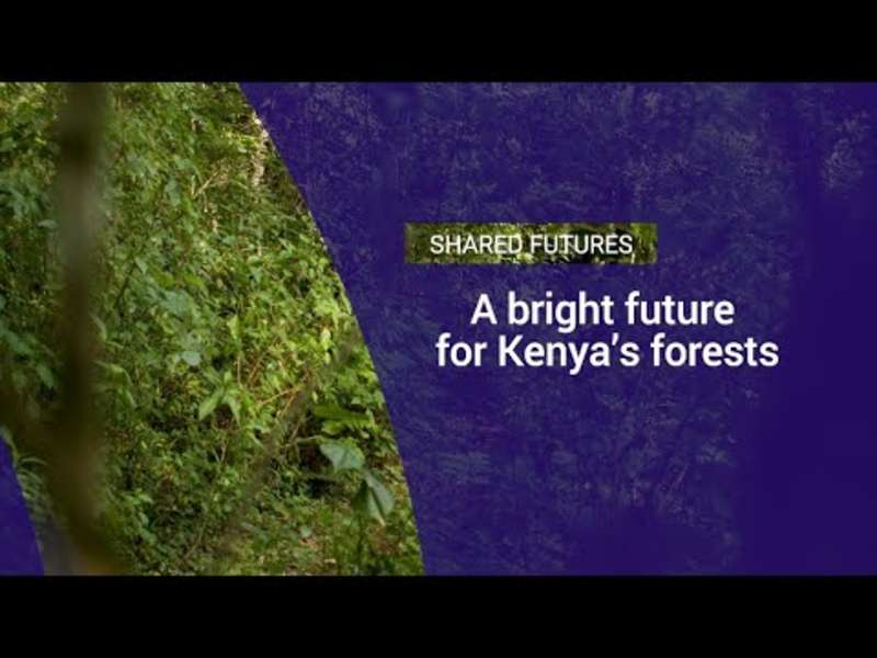 Cover image for A bright future for Kenya's forests - YouTube