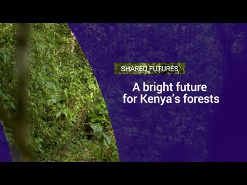 Cover image for A bright future for Kenya's forests - YouTube
