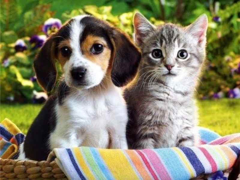 Cover image for Pawsitively Perfect Pet Care