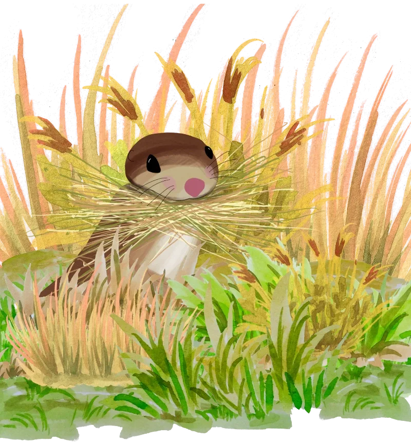 Cover image for An Interactive web-based story called "A Squirrel Story"