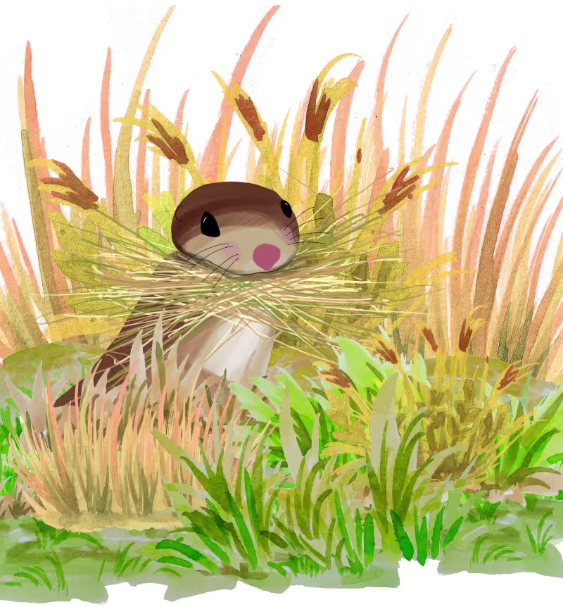 Cover image for An Interactive web-based story called "A Squirrel Story"