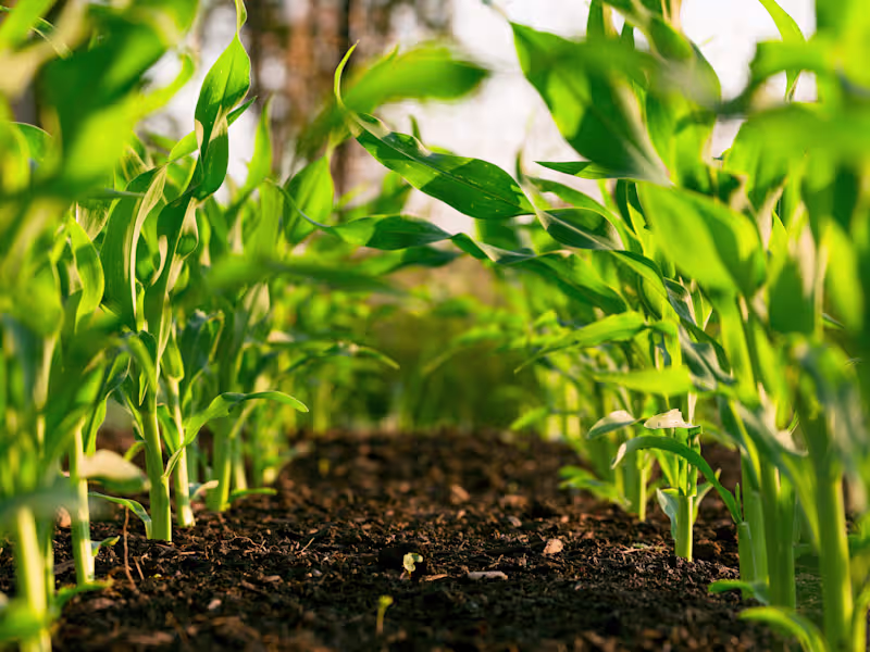 Cover image for Insightful Blog Articles about Indian farmers.