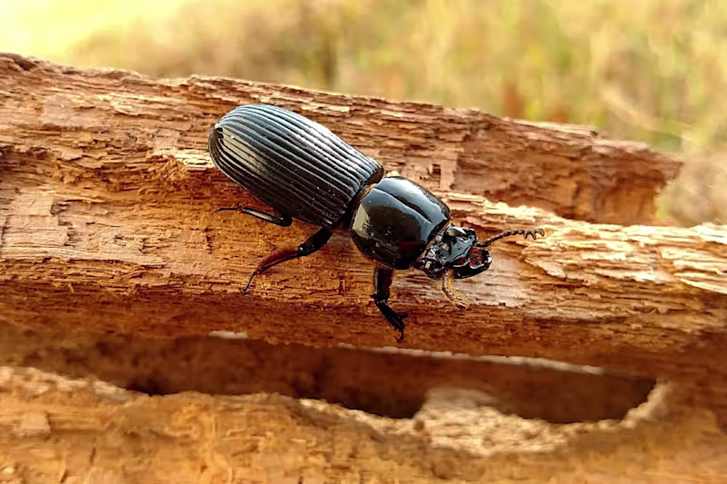 Cover image for Parasites Infect These Beetles. It Might Be a Good Thing.