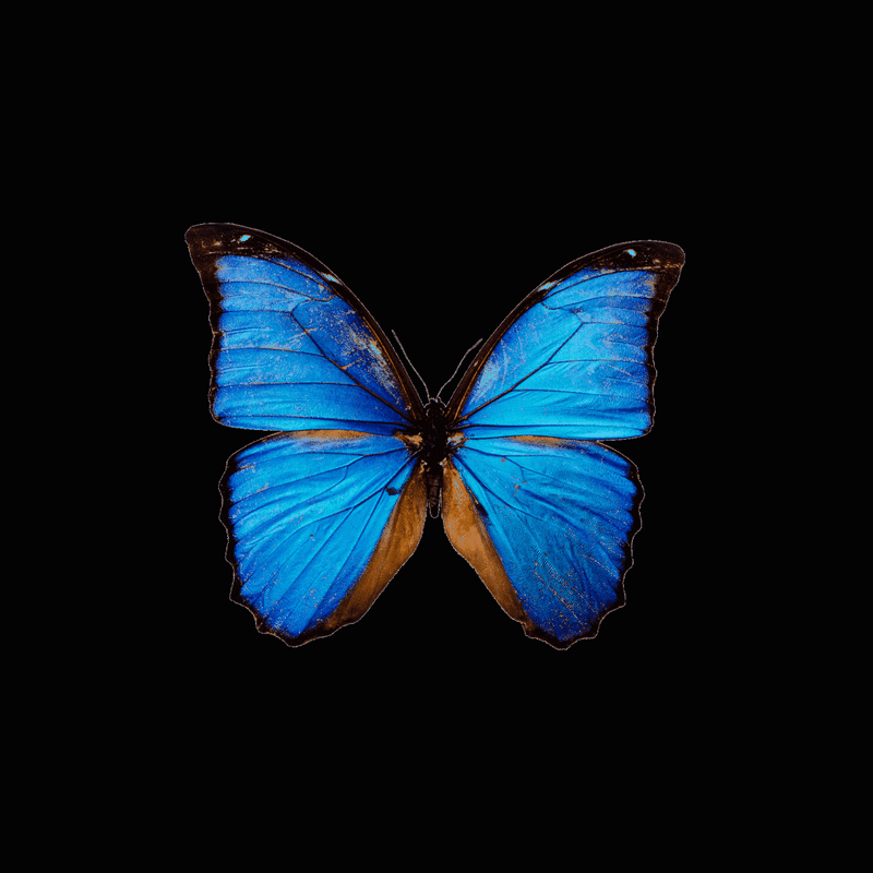Cover image for Butterfly Gif