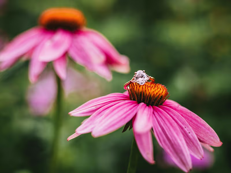 Cover image for Photography Collections